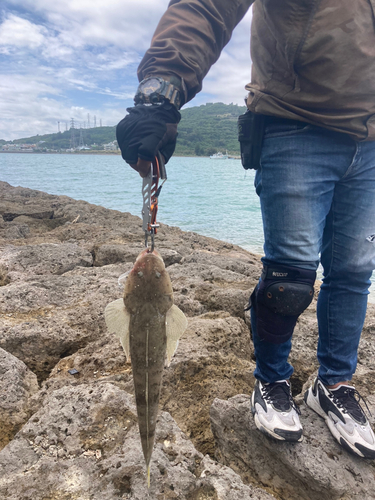 コチの釣果