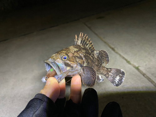 クロソイの釣果