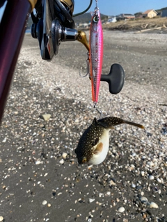 クサフグの釣果