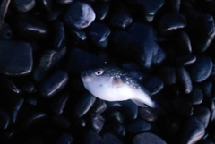 クサフグの釣果