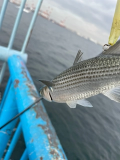 ボラの釣果