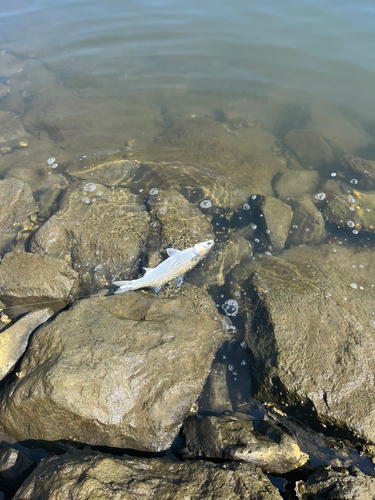 ボラの釣果