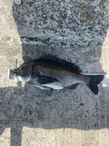 クロダイの釣果