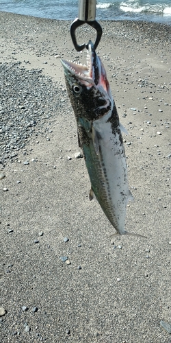 サゴシの釣果