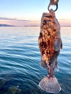 クロソイの釣果