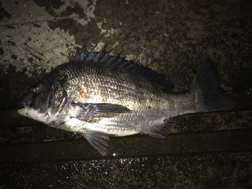 クロダイの釣果