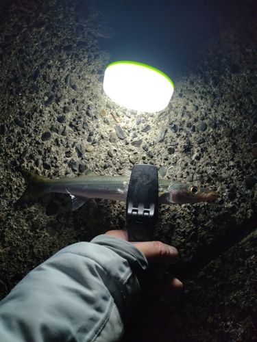 アカカマスの釣果