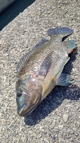 ナイルティラピアの釣果