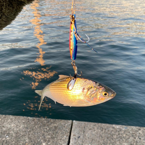 コノシロの釣果