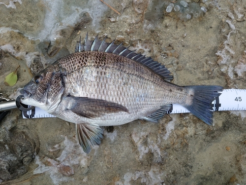 チヌの釣果