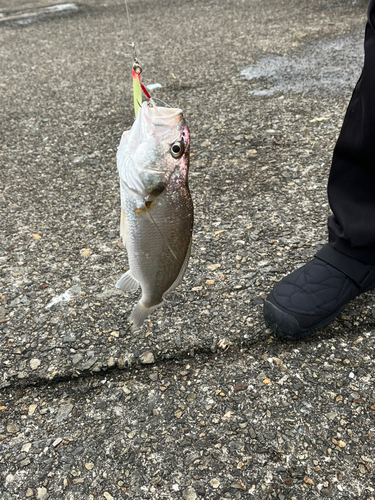 イシモチの釣果