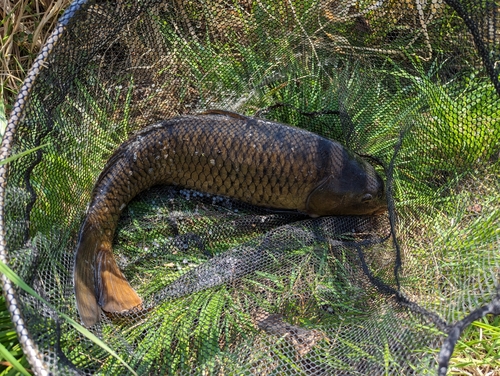 コイの釣果