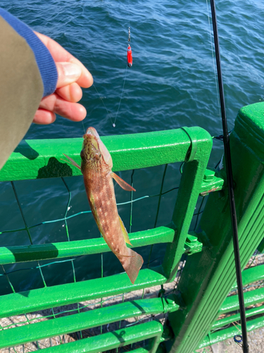 ホシササノハベラの釣果