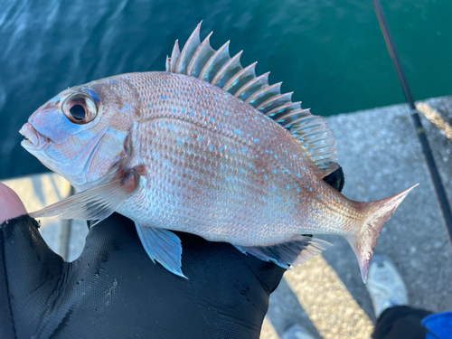 マダイの釣果