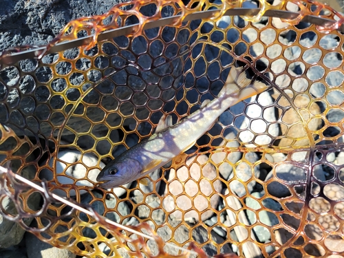 イワナの釣果