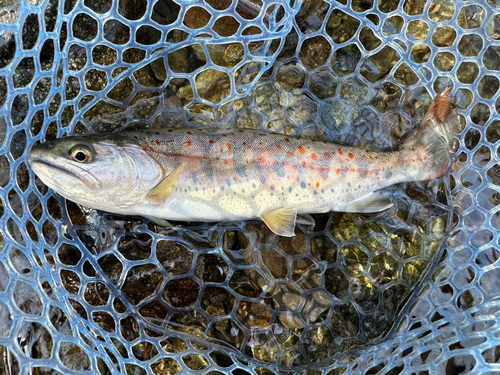 アマゴの釣果