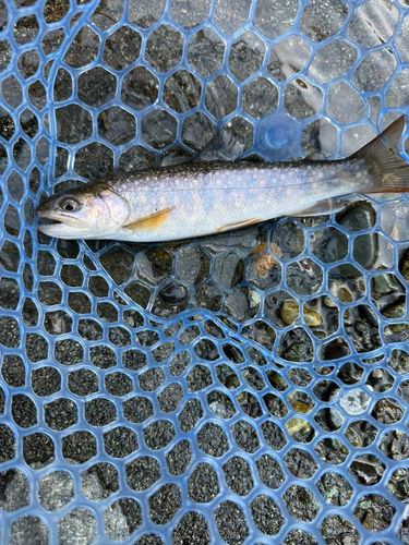 イワナの釣果