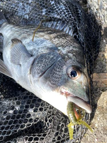 チヌの釣果