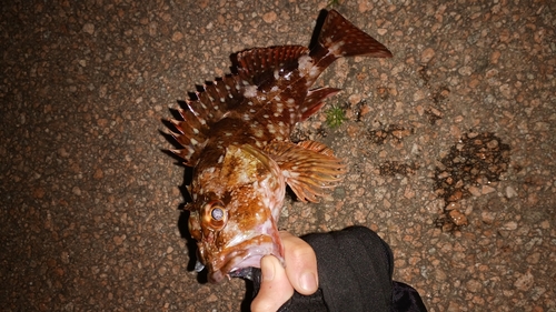 カサゴの釣果