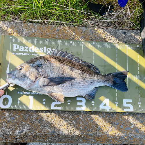 クロダイの釣果