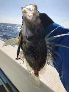 マトウダイの釣果