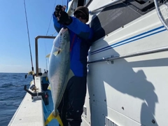 ブリの釣果