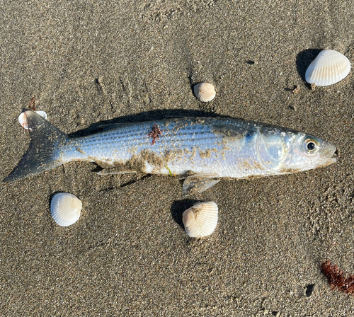 ボラの釣果