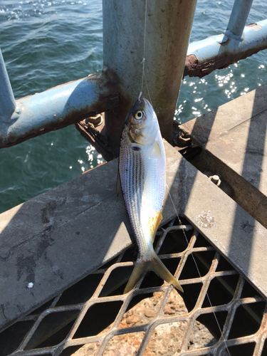 コノシロの釣果