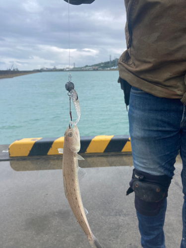 エソの釣果