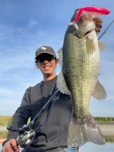 ブラックバスの釣果