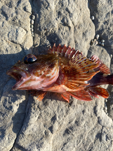 カサゴの釣果