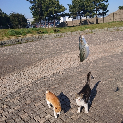 コノシロの釣果