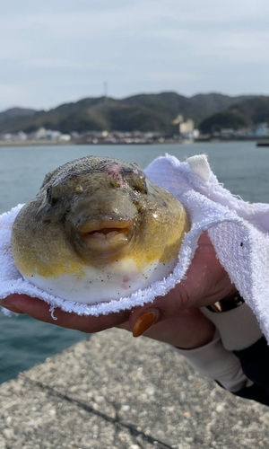 フグの釣果