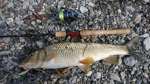 ニゴイの釣果