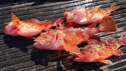 アラカブの釣果