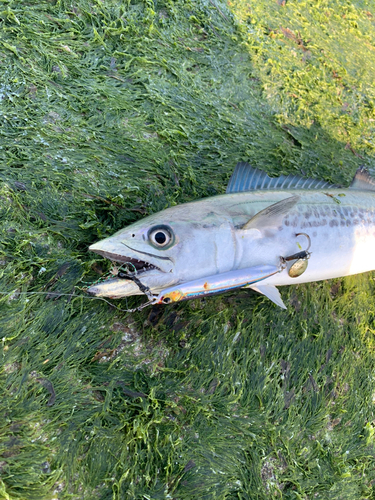 サゴシの釣果