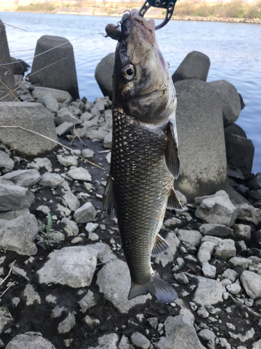 ニゴイの釣果