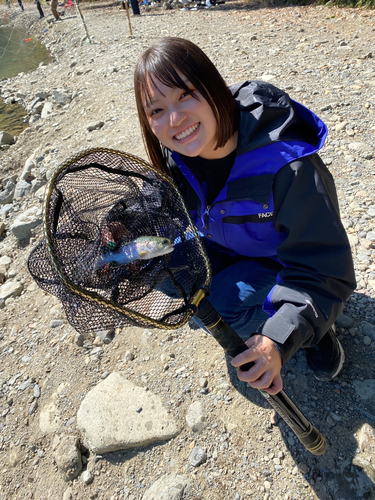 ブラウントラウトの釣果