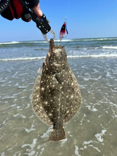 ヒラメの釣果