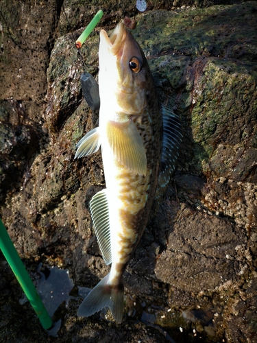 ホッケの釣果