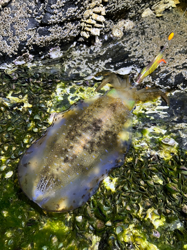 アオリイカの釣果