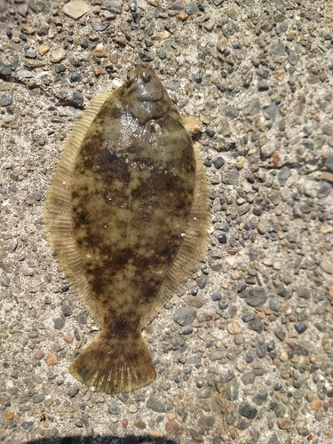 カレイの釣果