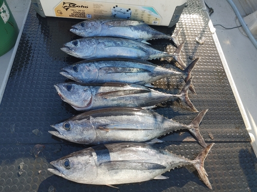 ビンチョウマグロの釣果