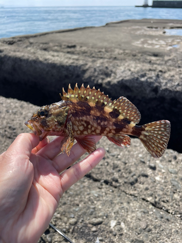 カサゴの釣果