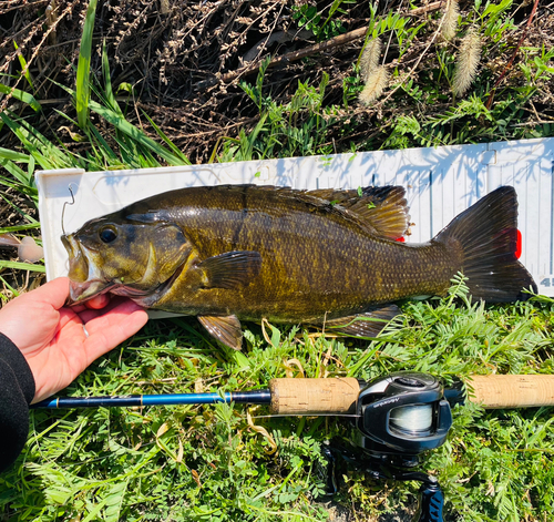 スモールマウスバスの釣果