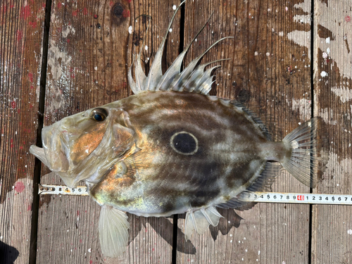 マトウダイの釣果