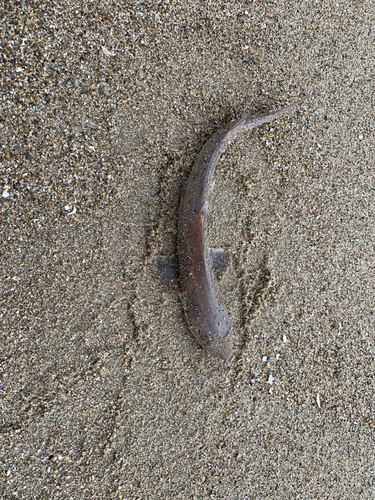 サメの釣果