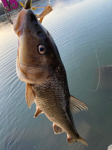 ニゴイの釣果