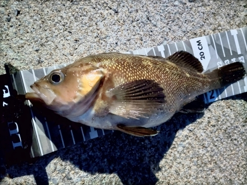 マゾイの釣果