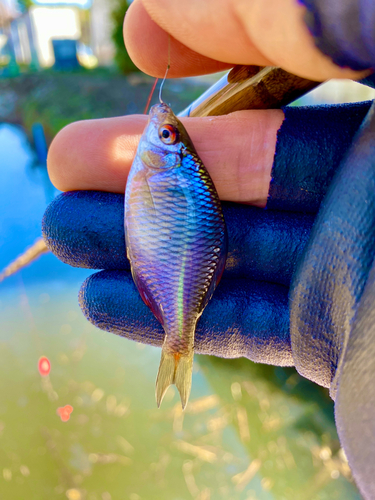 タナゴの釣果